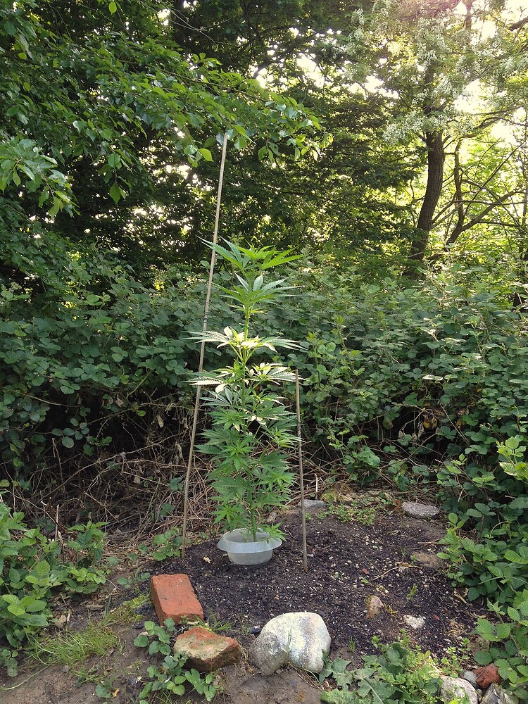 Eine junge Cannabispflanze im Freien, gestützt von zwei Stäben und umgeben von einem Schneckenschutzring in einem Gartenbeet.