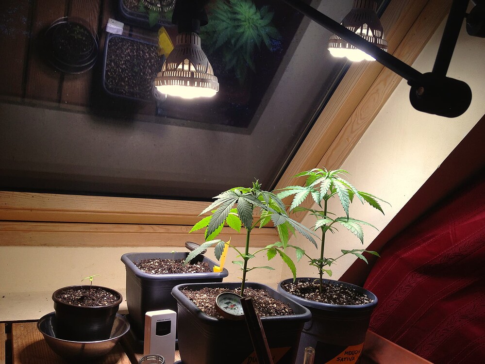 Zwei Cannabis-Pflanzen in der Wachstumsphase unter LED-Lampen, daneben zwei kleinere Töpfe mit Sämlingen.