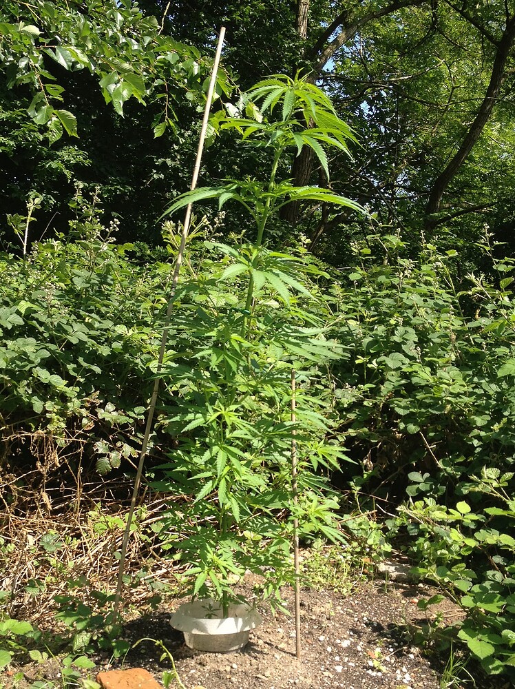 Eine einzelne Mexican Sativa Cannabispflanze im Freien, gestützt durch einen Bambusstab.