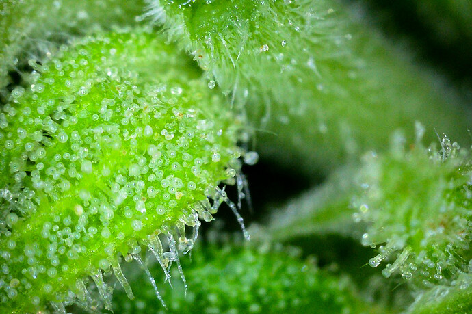 Growreport Bild 3