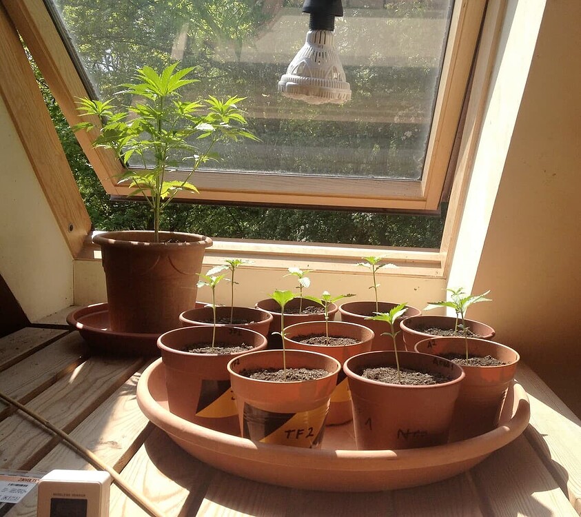 Growreport Bild 6