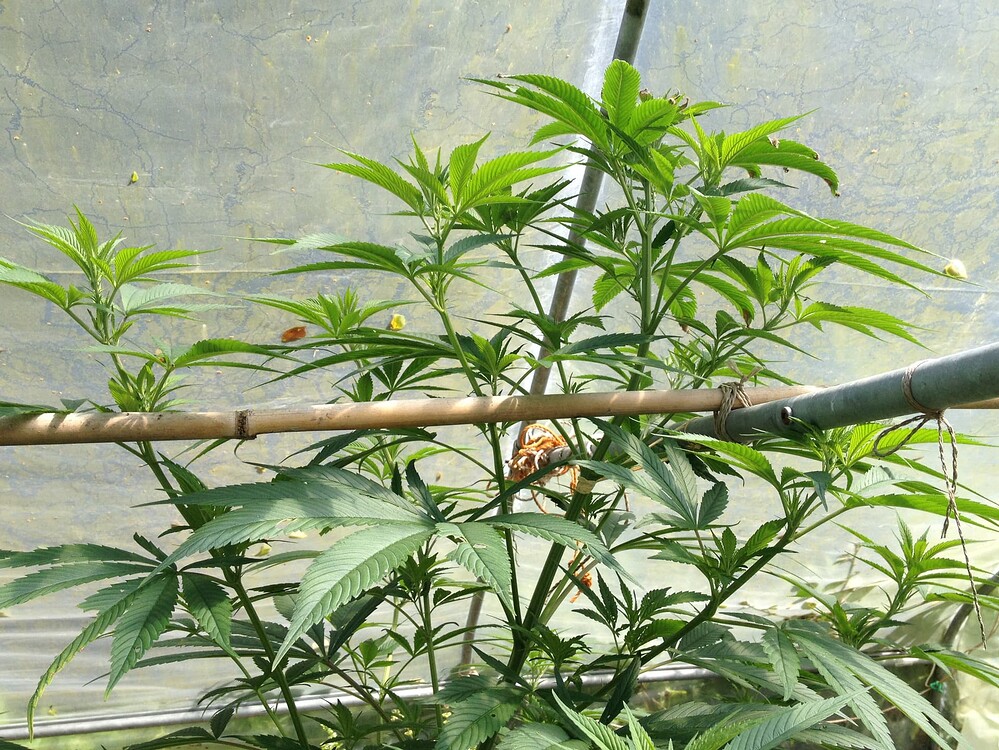 Growreport Bild 7