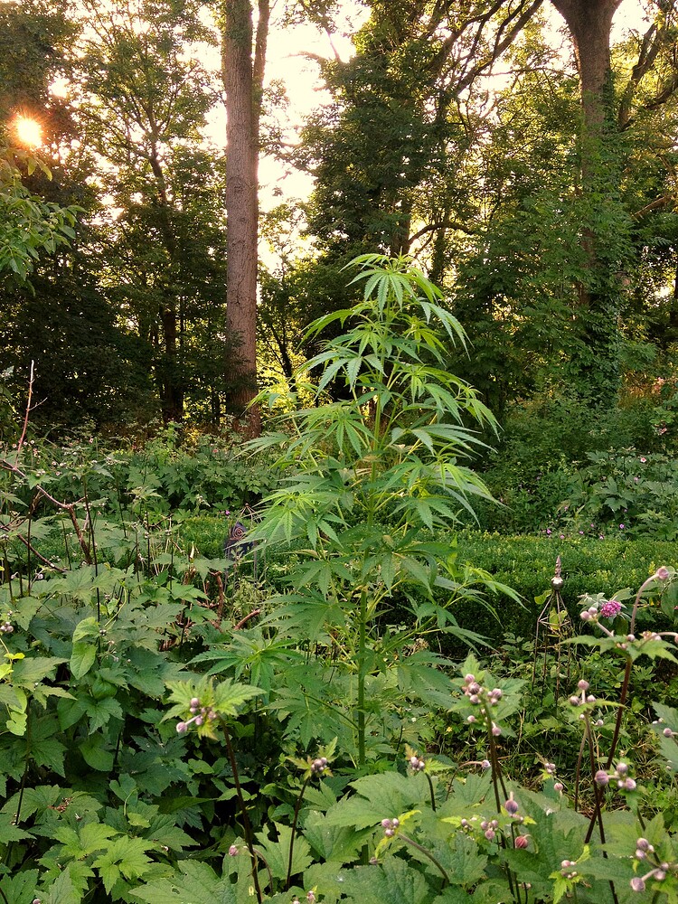 Growreport Bild 39