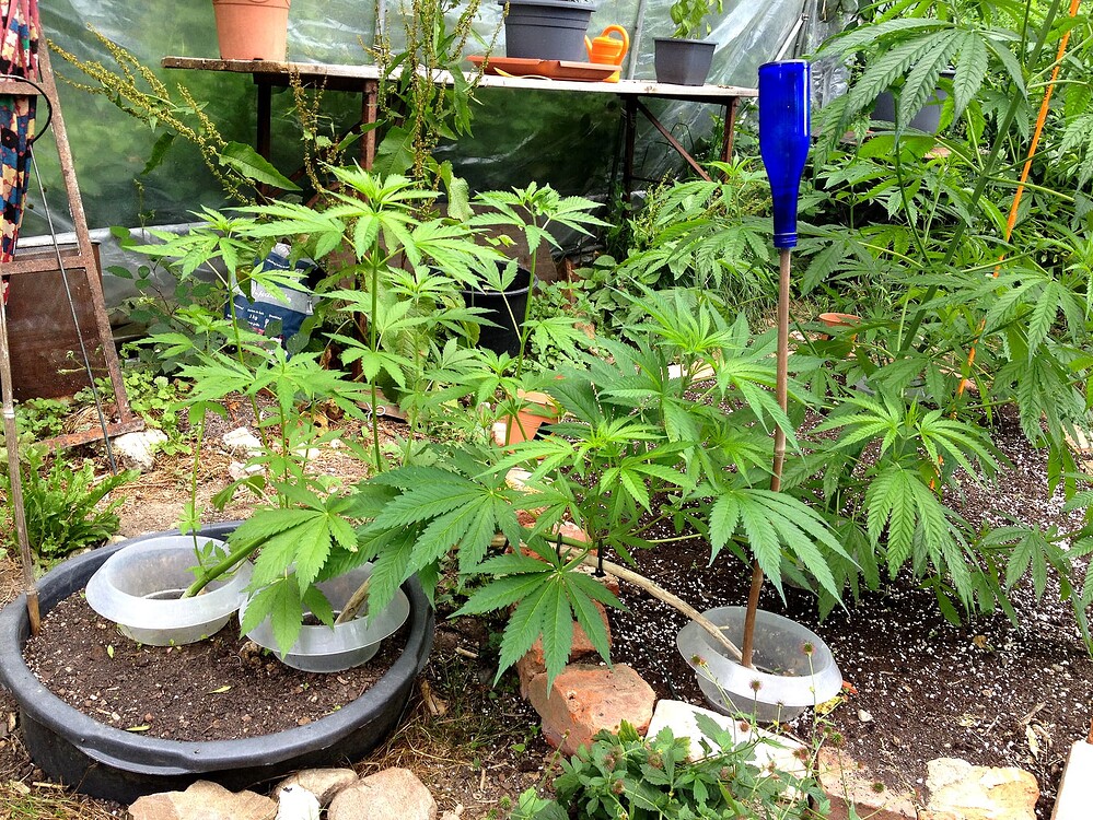 Growreport Bild 34