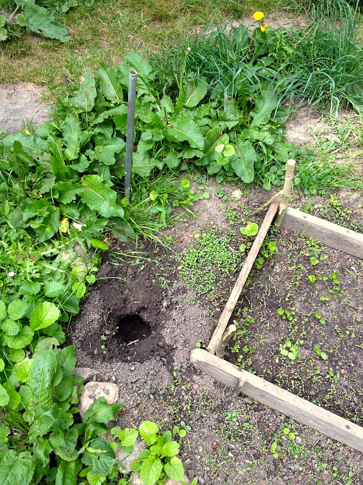 Ein Gartenbeet mit einem aufgegrabenen Maulwurfsgang, in dem ein Metallrohr zur Abwehr steckt.