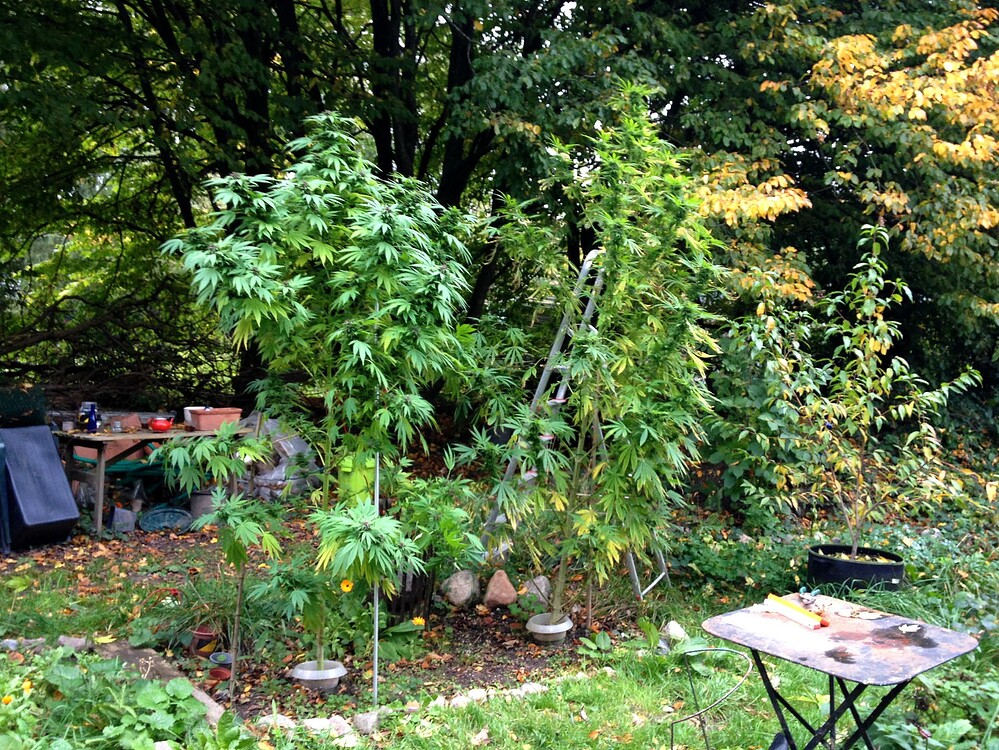 Growreport Bild 9