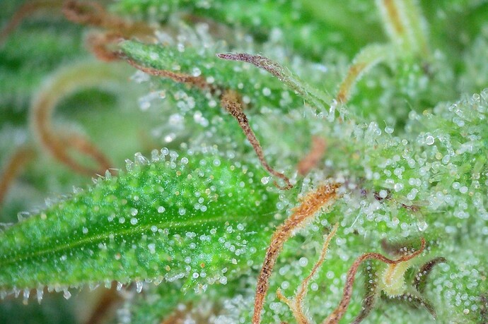 Growreport Bild 5