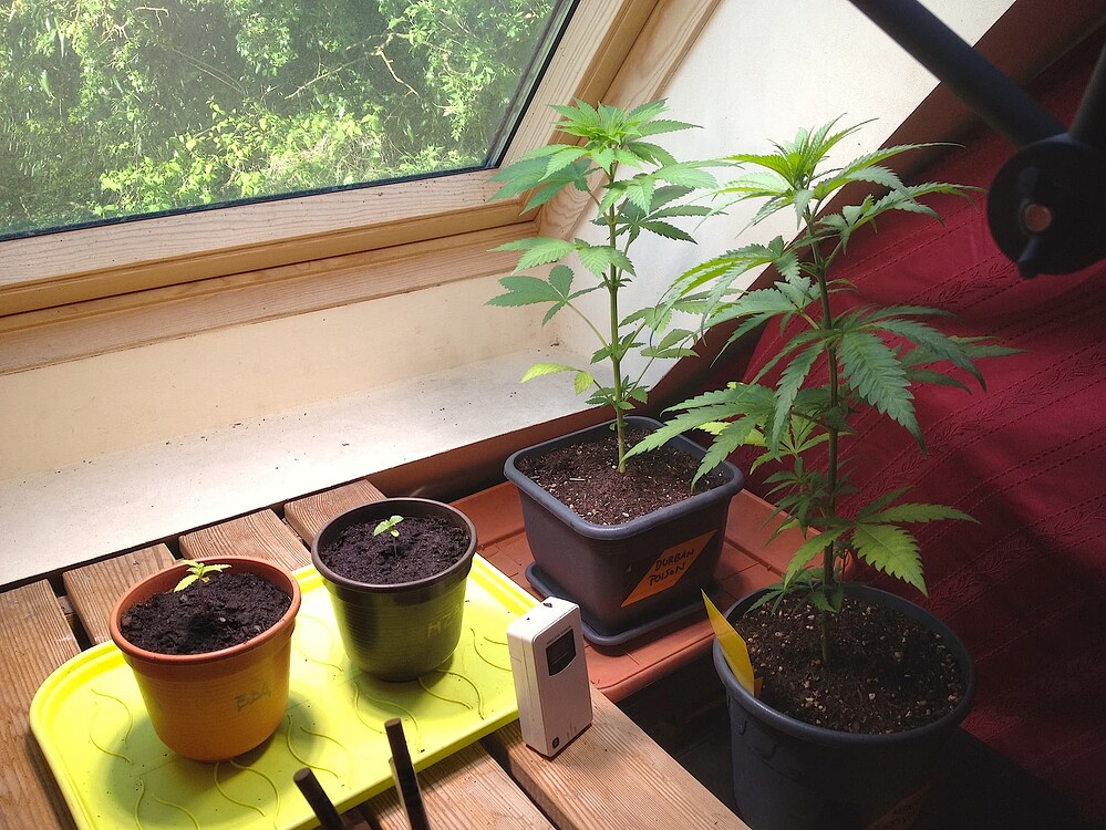 Growreport Bild 20