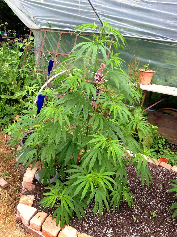 Growreport Bild 3