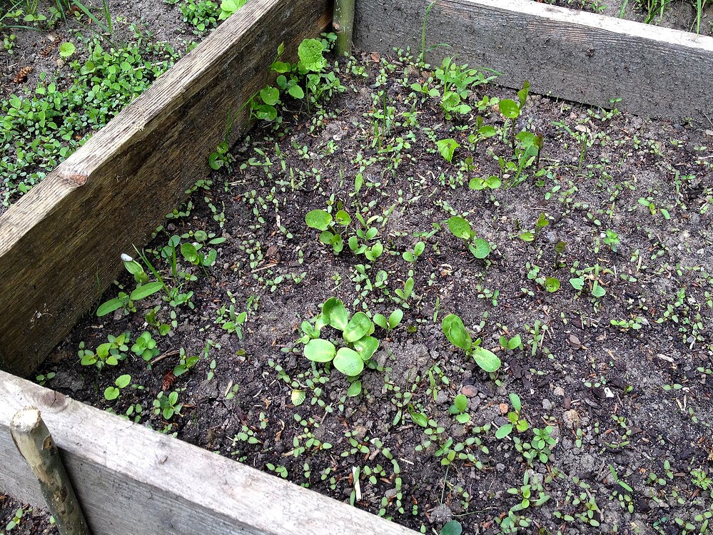 Ein hölzernes Hochbeet mit verschiedenen jungen Keimlingen und Sämlingen aus einer Wildblumenmischung.