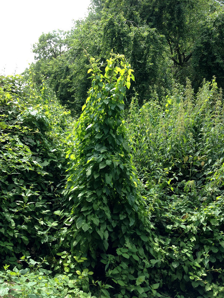 Growreport Bild 7