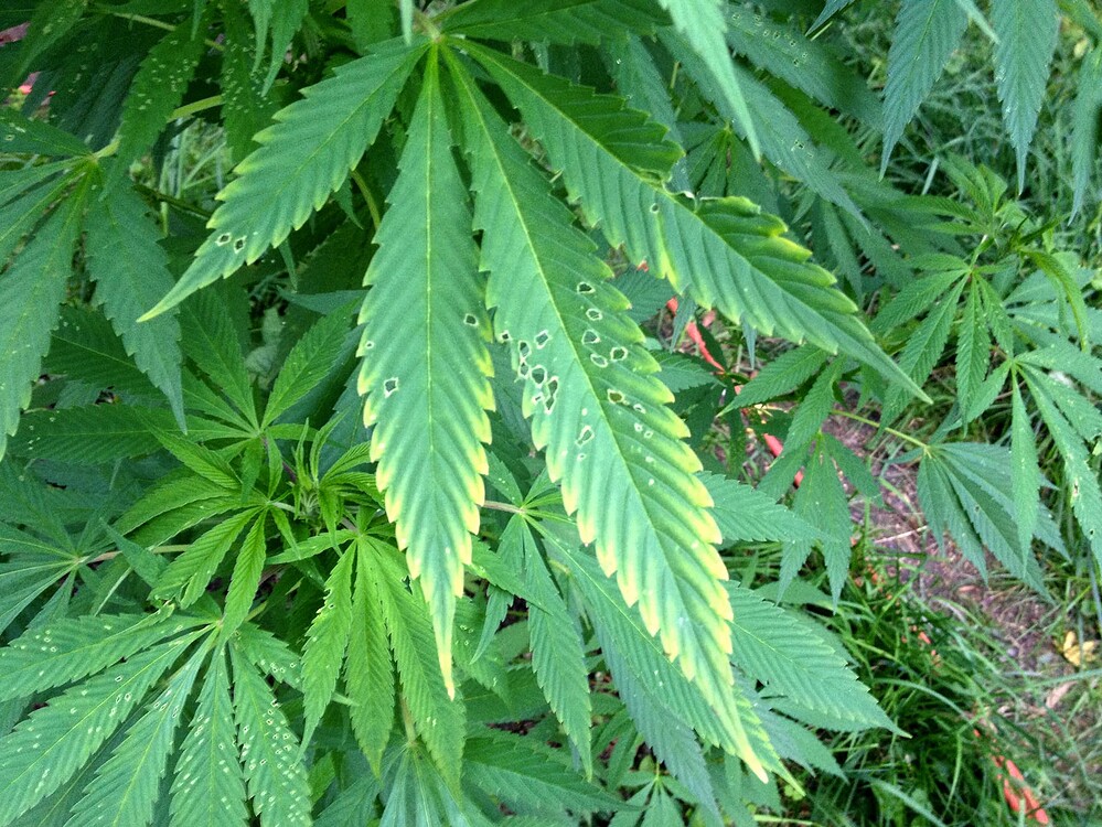 Growreport Bild 41