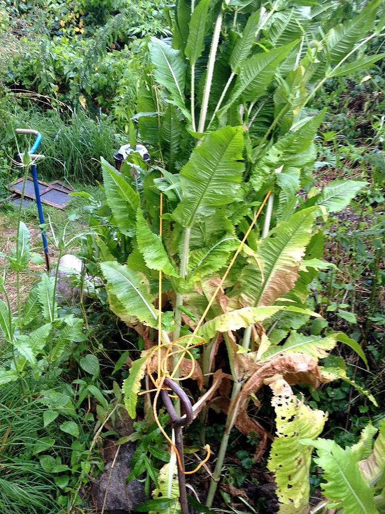 Growreport Bild 38