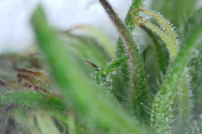 Growreport Bild 8