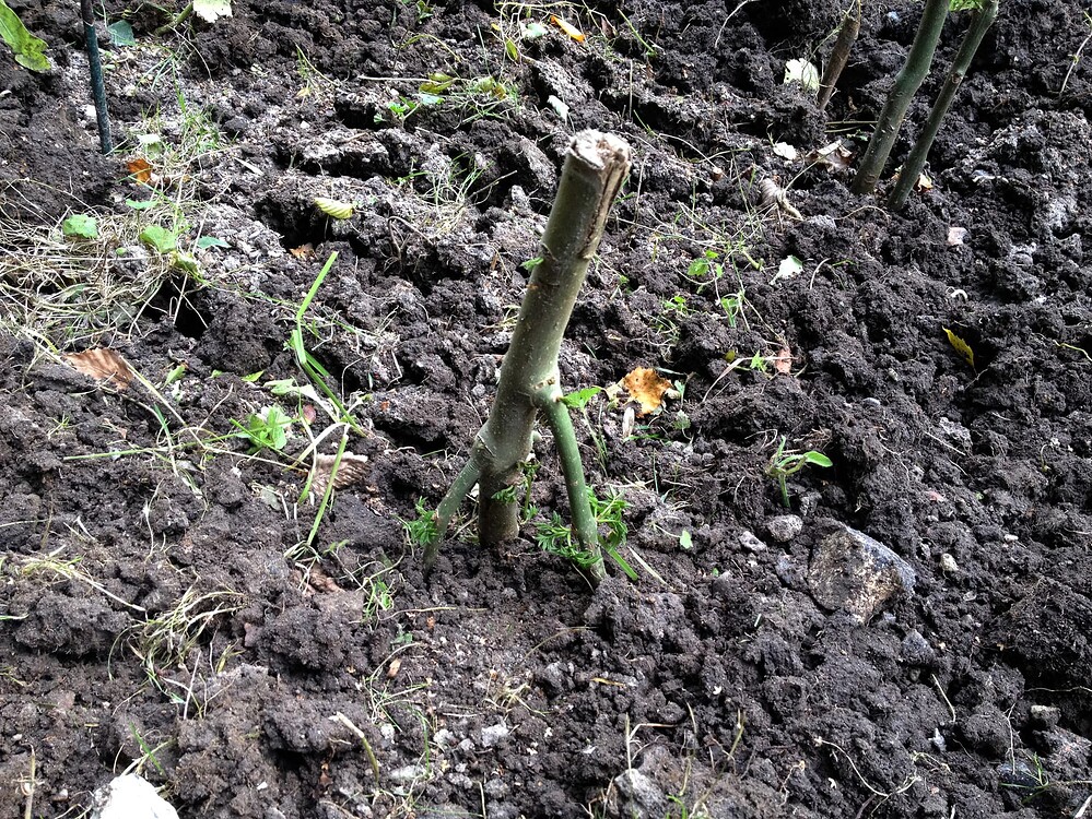 Growreport Bild 3