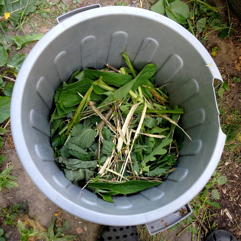 Growreport Bild 6