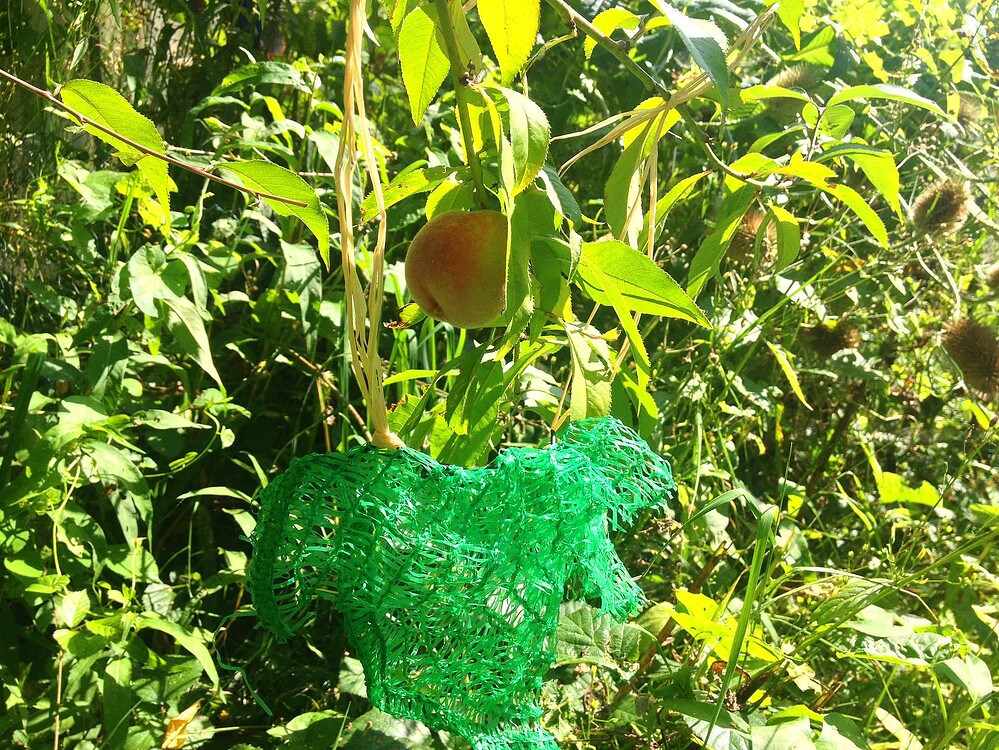 Growreport Bild 70