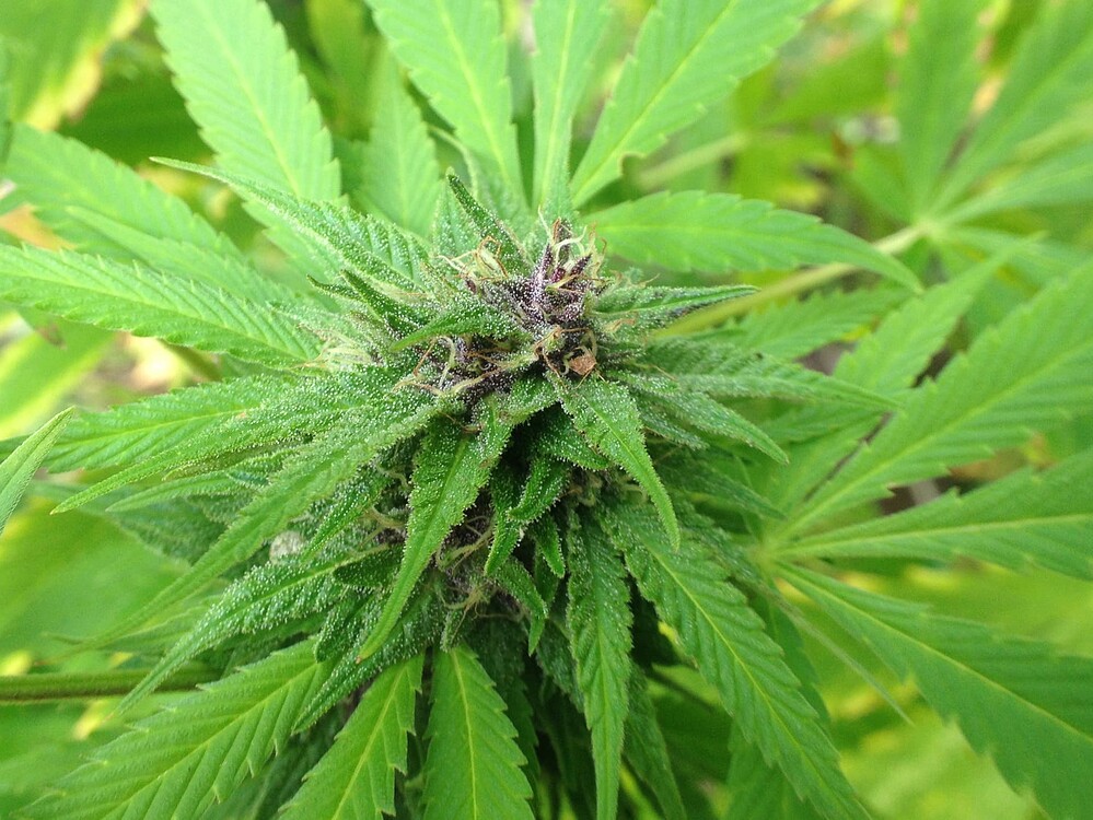 Growreport Bild 8