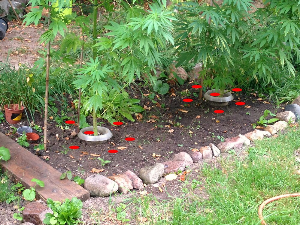Growreport Bild 3