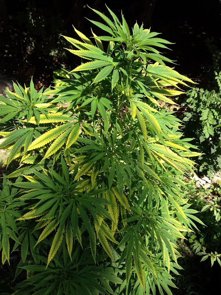 Growreport Bild 52