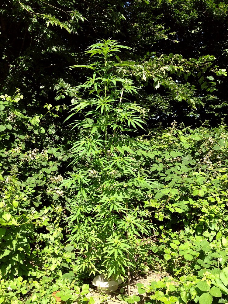 Growreport Bild 18