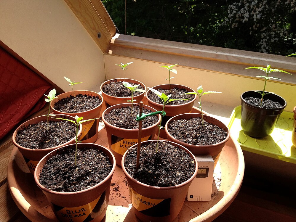 Growreport Bild 35