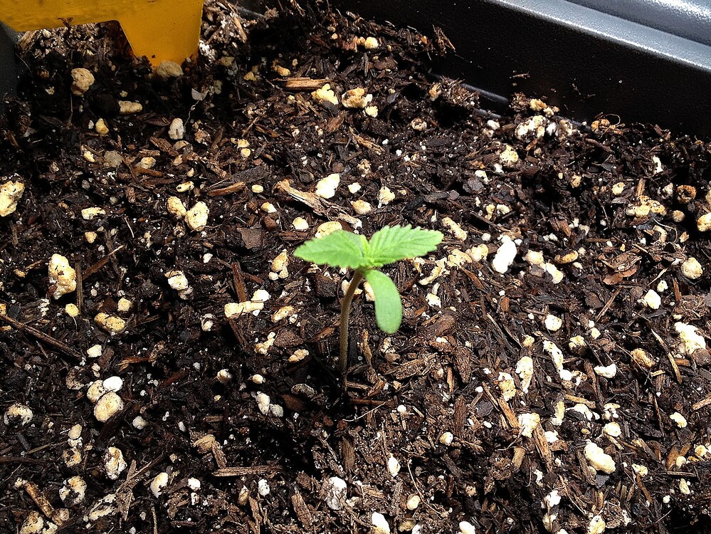 Ein kleiner Cannabis-Sämling in einem Topf mit dunkler Erde.
