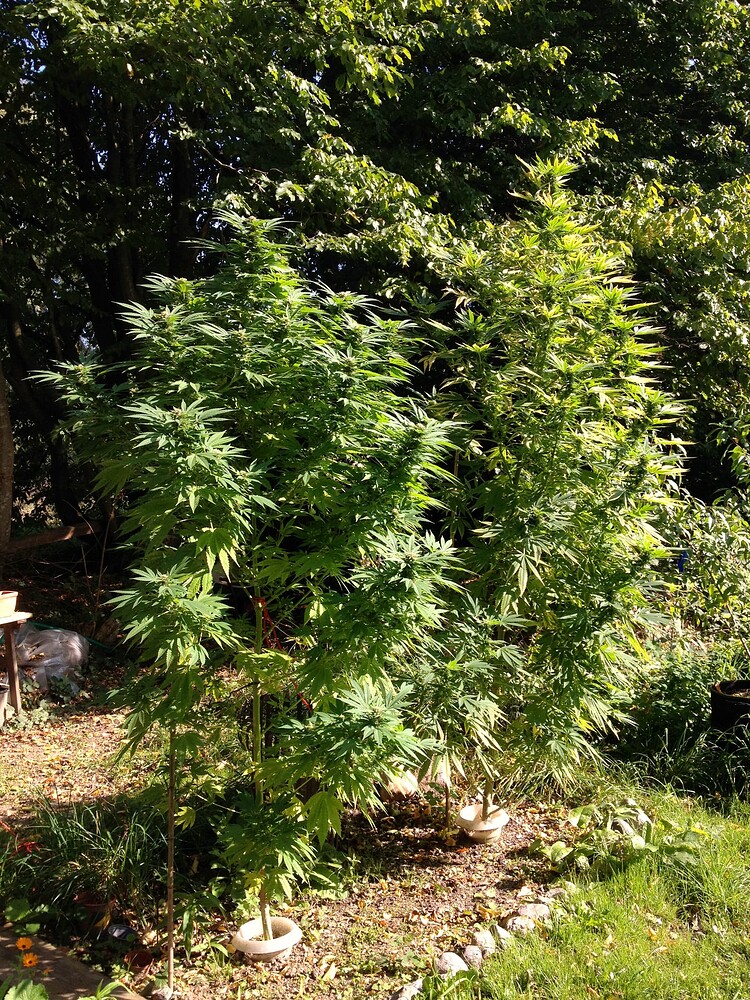 Growreport Bild 8