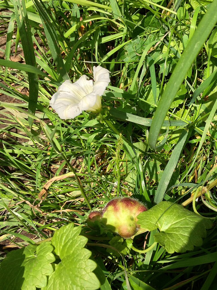 Growreport Bild 19