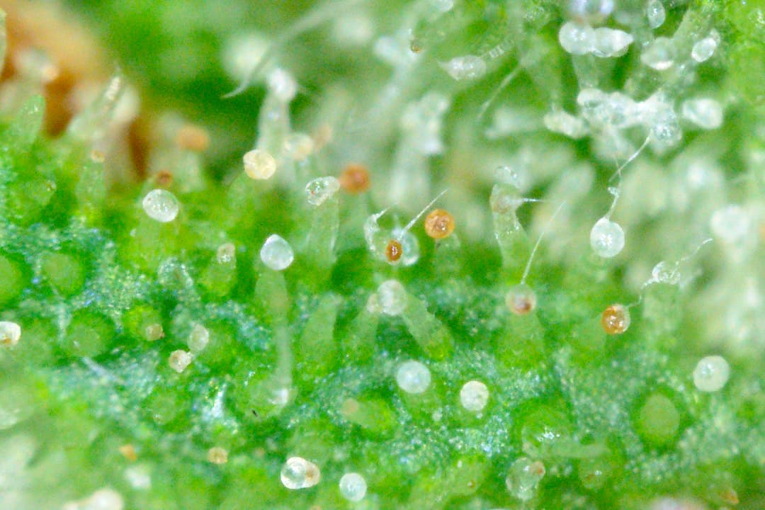 Growreport Bild 19