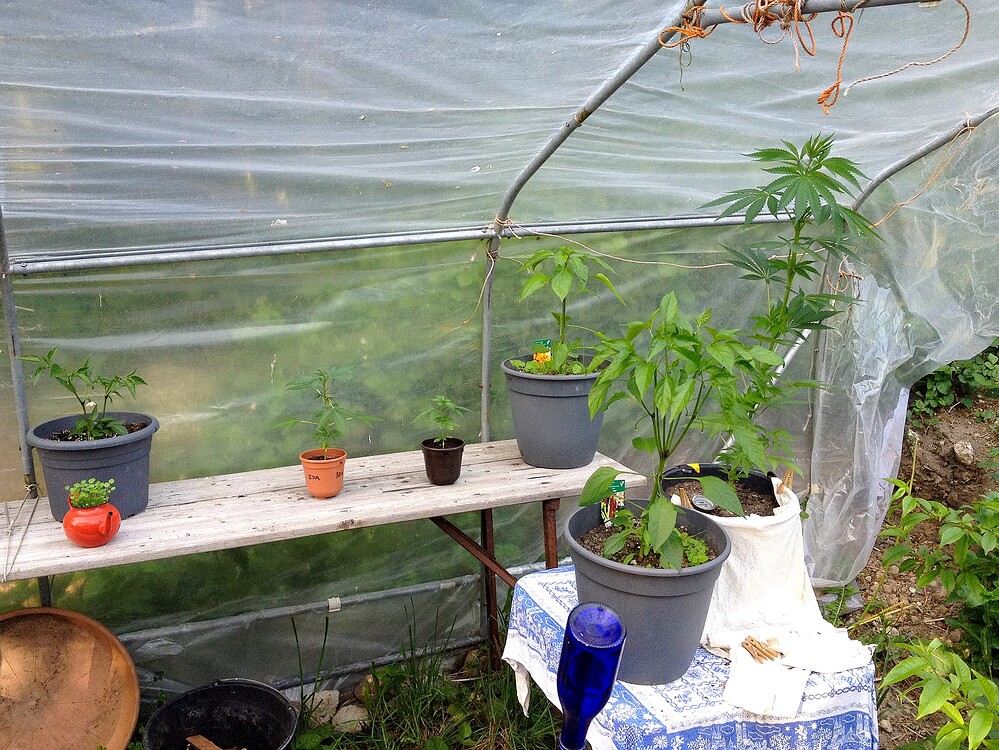 Eine Cannabis-Pflanze in einem Gewächshaus, umgeben von anderen Pflanzen in Töpfen.