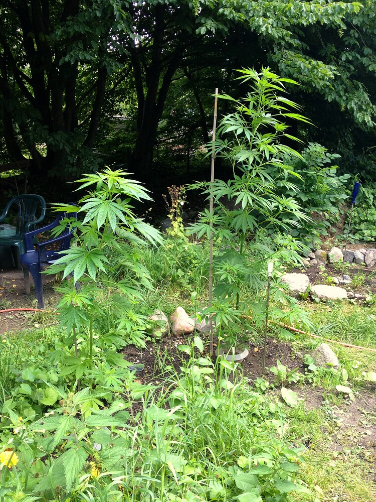 Growreport Bild 8