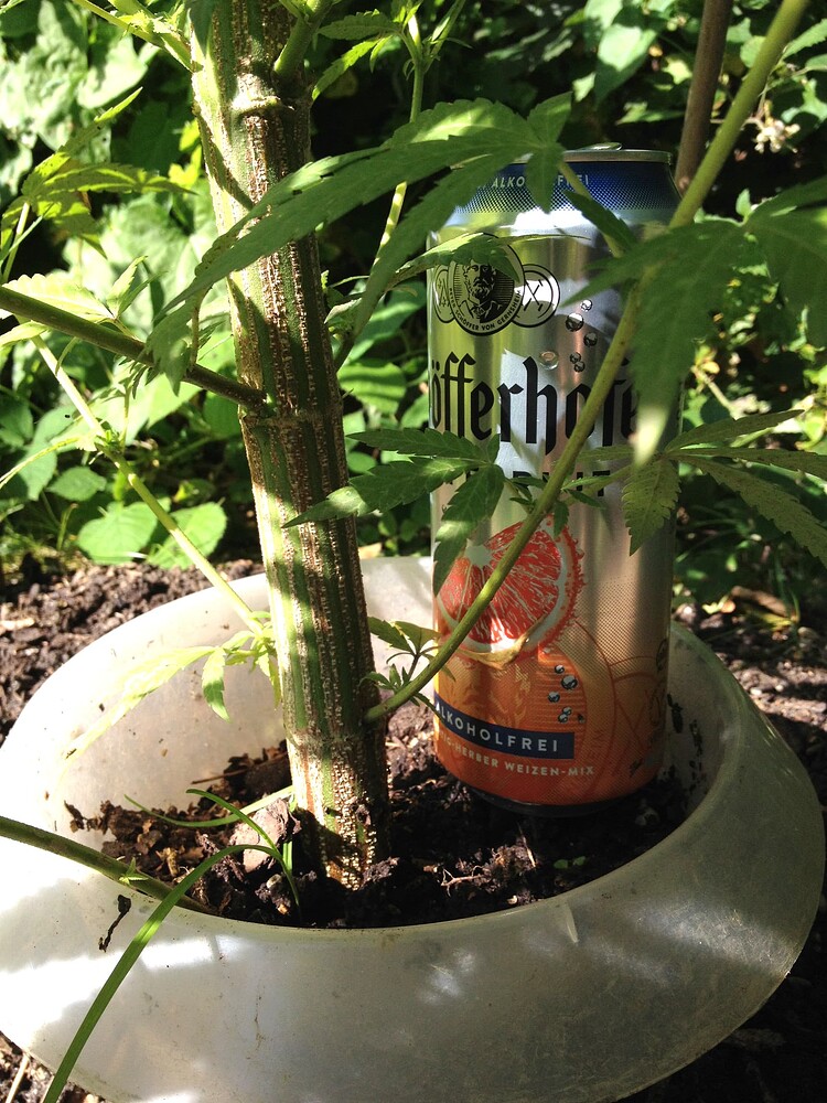 Growreport Bild 65