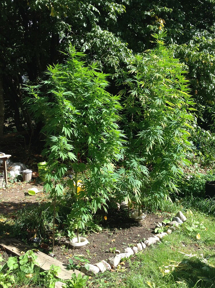 Growreport Bild 30