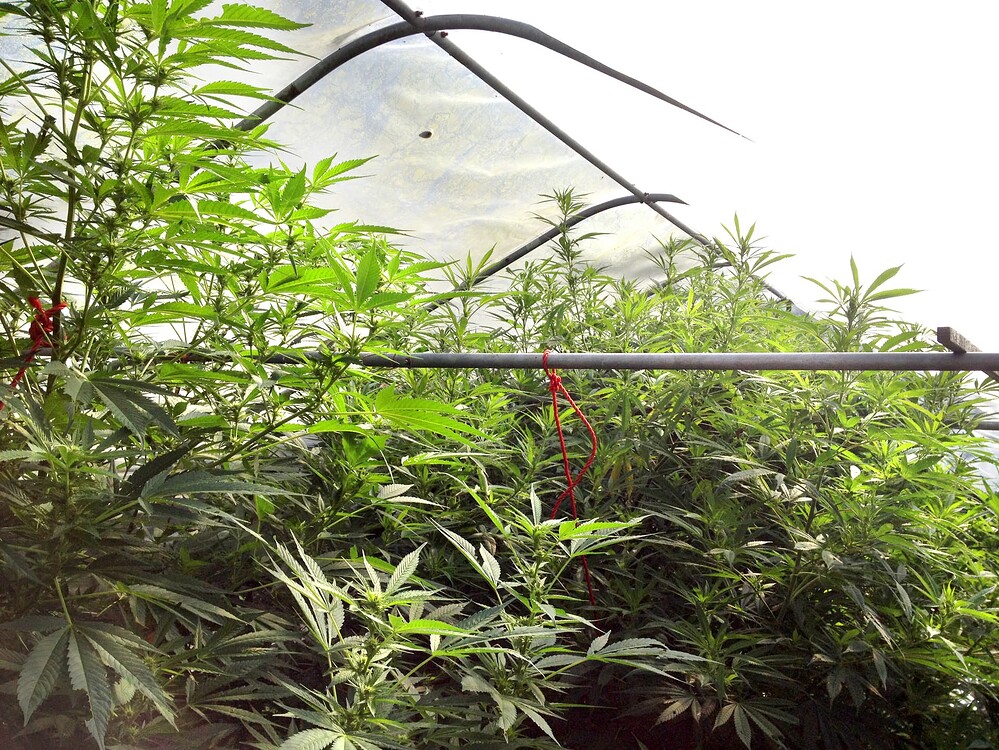 Growreport Bild 2