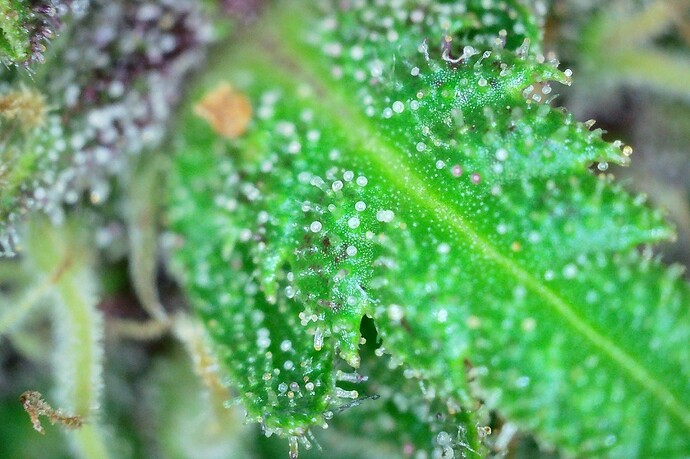 Growreport Bild 4