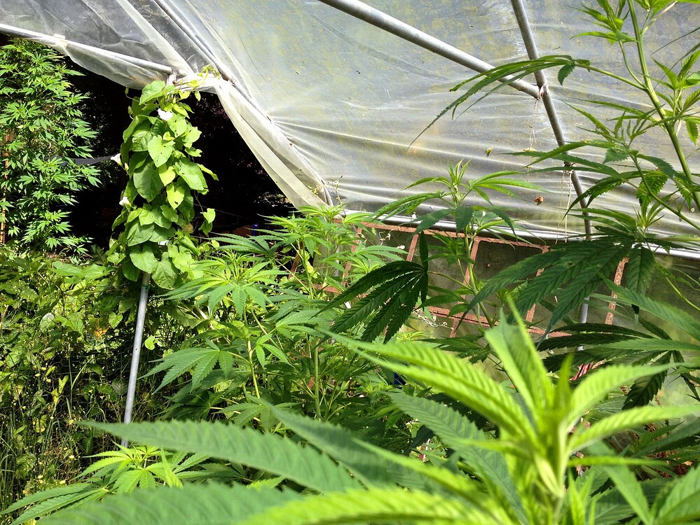 Growreport Bild 4