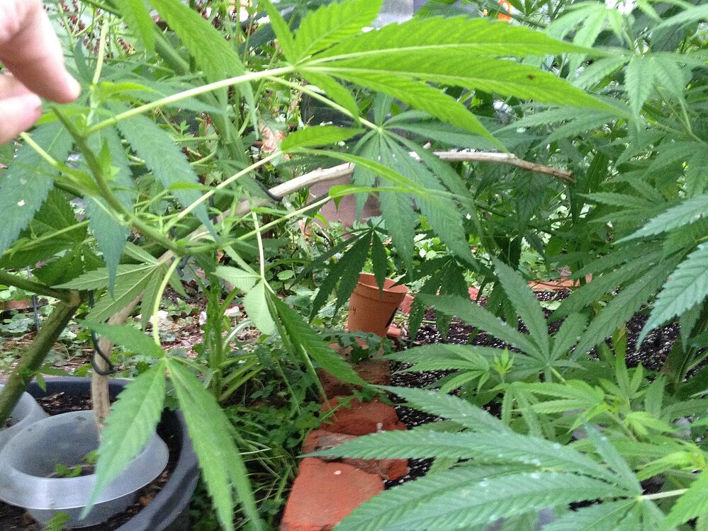 Growreport Bild 39