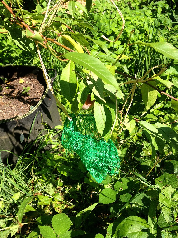 Growreport Bild 69
