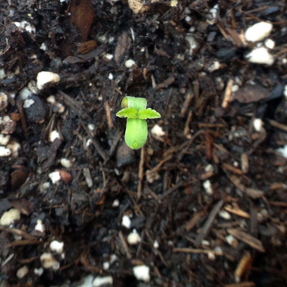 Growreport Bild 1
