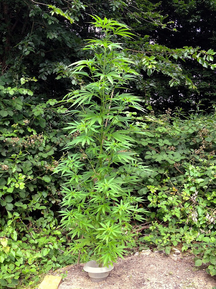 Growreport Bild 32