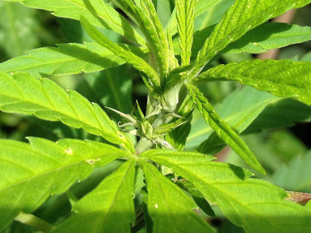 Growreport Bild 13