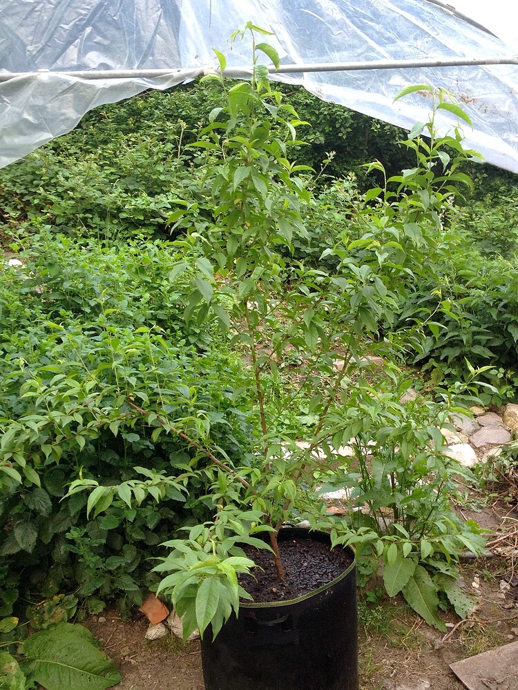 Ein junger Pfirsichbaum in einem schwarzen Stofftopf vor einer Plastikfolien-Konstruktion im Garten.