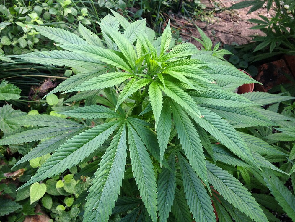 Growreport Bild 12