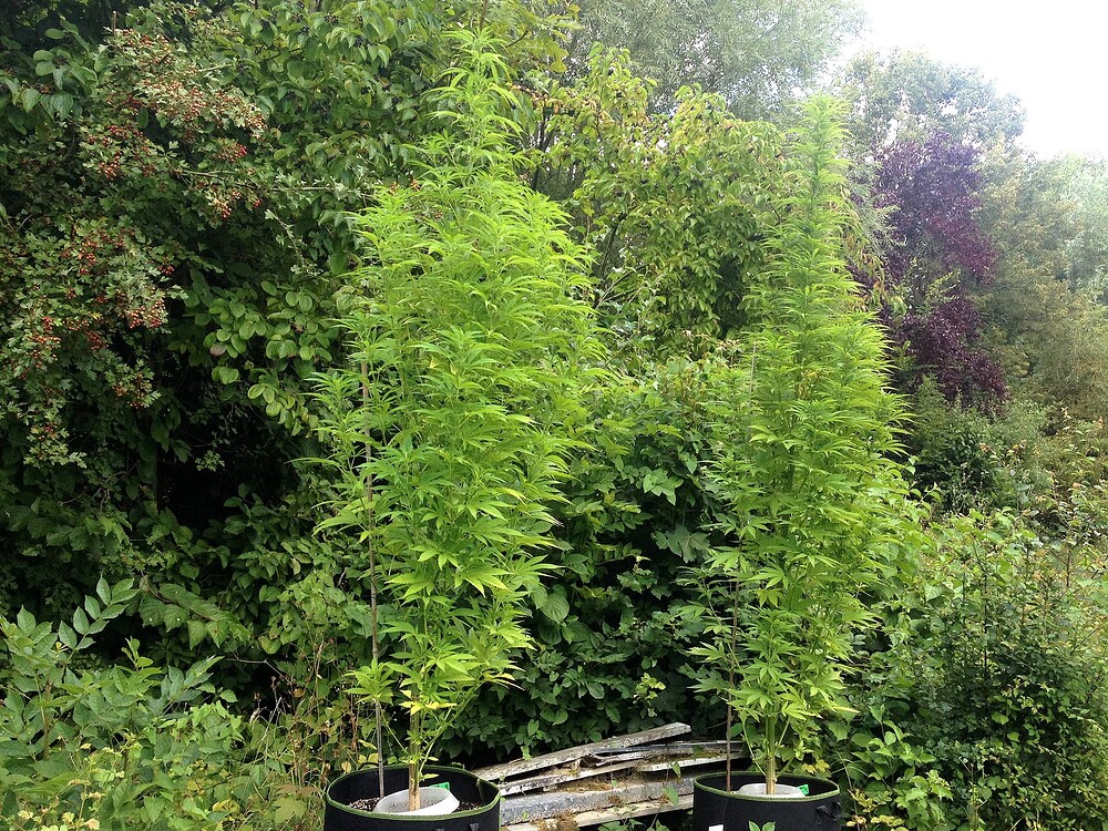Growreport Bild 33
