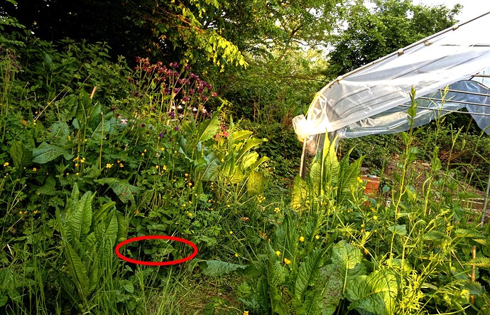 Growreport Bild 4