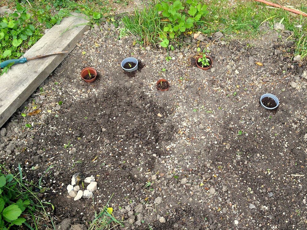Ein Gartenbeet mit mehreren kleinen Töpfen, die im Boden eingegraben sind, und einer mit Steinen markierten Stelle.