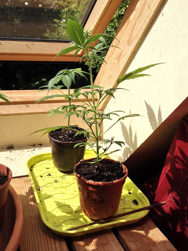 Zwei kleine Cannabis-Pflanzen in Töpfen auf einem gelben Tablett vor einem Dachfenster.