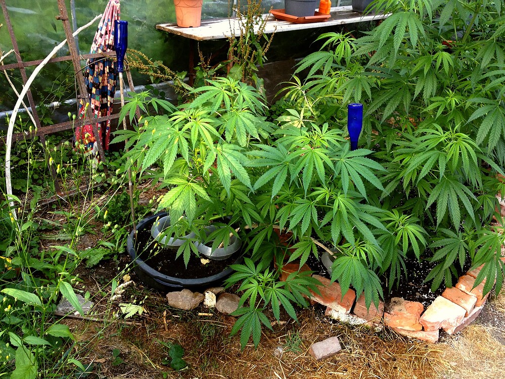 Growreport Bild 44