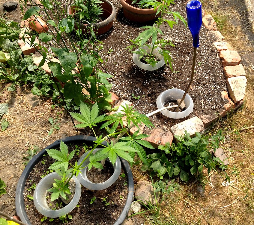Growreport Bild 36